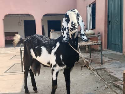 Black nd white goat