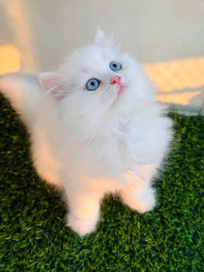 Persian cat for sale my WhatsApp number 0344-56-89-749