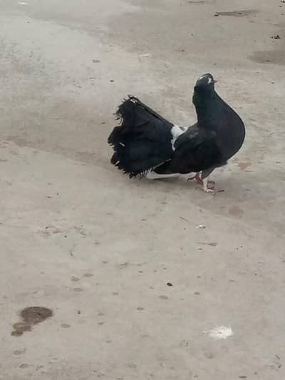 laka kabooter fancy pigeon