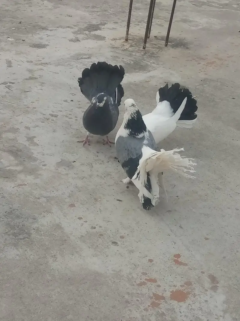 laka kabooter fancy pigeon — photo 4