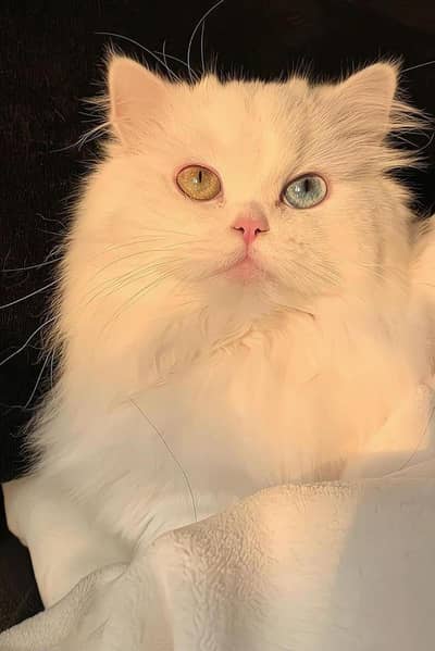 For urgent sale can lower price if you are intrested