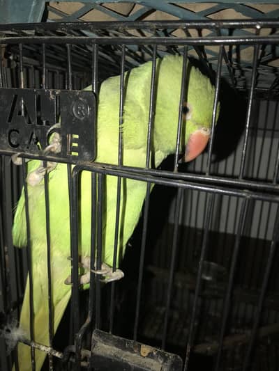 Green parrot