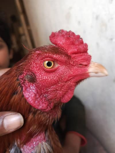 aseel pela patha for sale