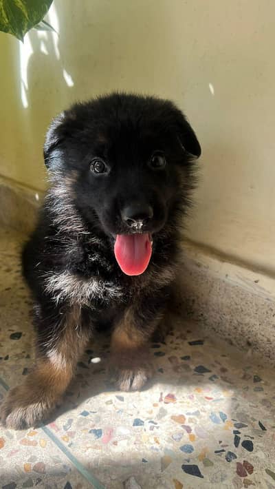 German shepherd puppy available