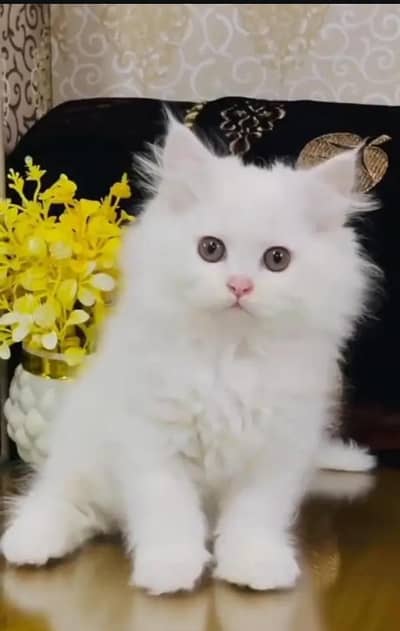 Persian cat for sale my WhatsApp number 0344-56-89-749