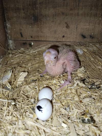 1 piece Comon withe red ayes cocktail baby for sale