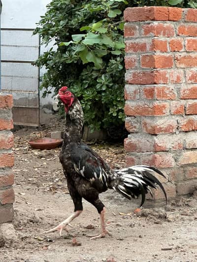 1.5 years ago Pakistani aseel murga