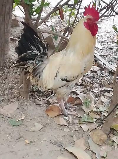 pure desi misri murga /desi murga /desi hen(03094365431)