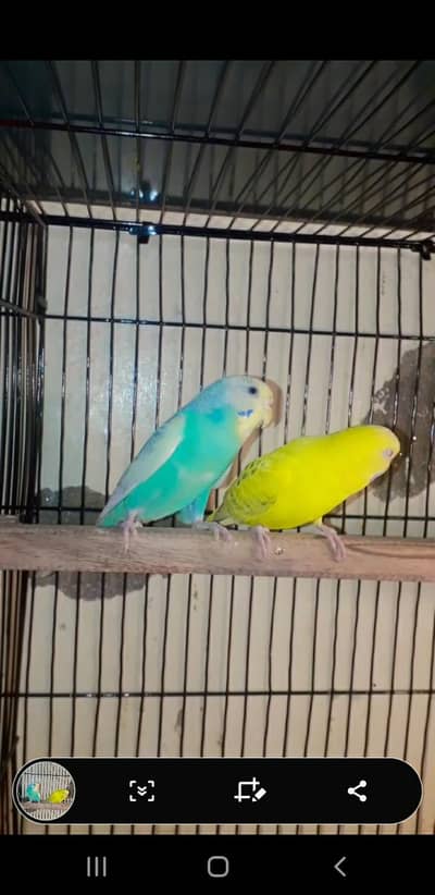 Austrlian spengal baredar pear