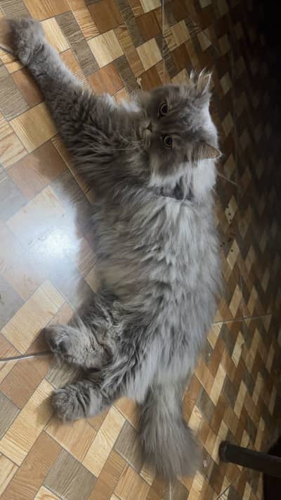 Grey Persian Male Cart for Sale- Triple coated - 18 Months Old