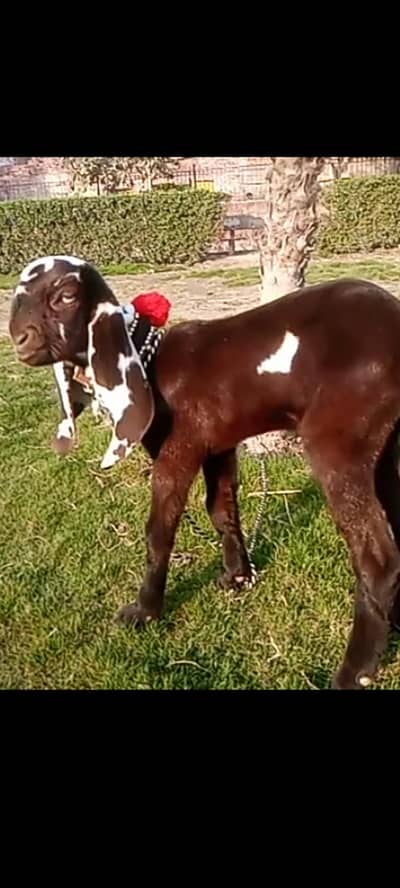 big quality pure nagraa betal female