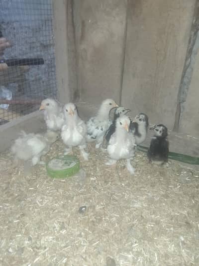 White blue black bantam chicks available
