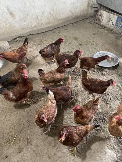 13 murghiyan hyen desi