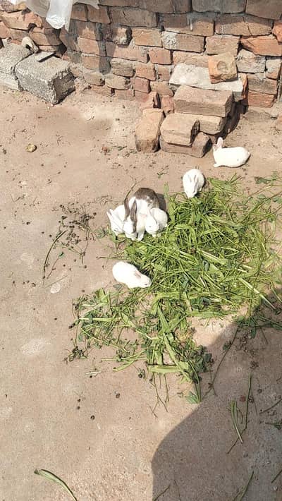 rabbit White color Red eyes