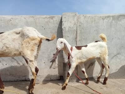 ablak goat with female baby