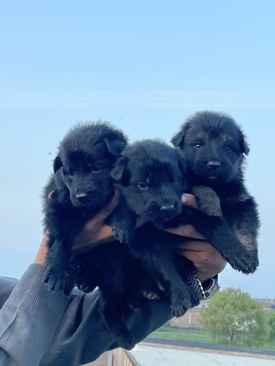 German shepherd puppies available