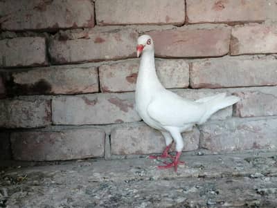 white danish breader pair