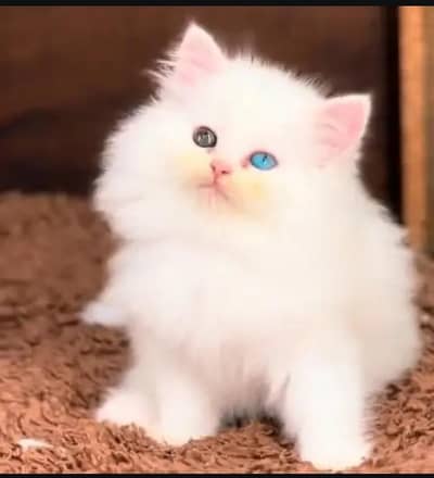 Persian cat for sale my WhatsApp number 0344-56-89-749
