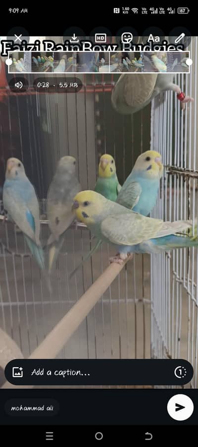 RAINBOW BUDGIES
