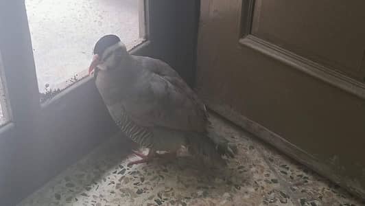 chakor for sale 3 piece