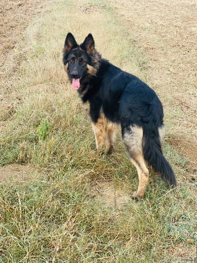 German shepherd Female For Sale