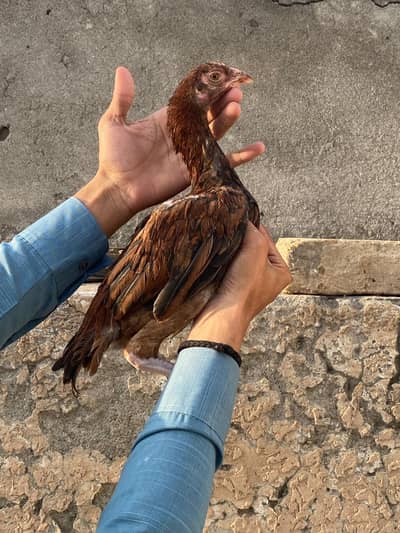 aseel/hen aseel/murgi aseel/chicks aseel/patha desi/hen aseel/murga