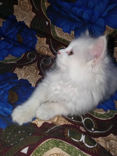 Persian kitten