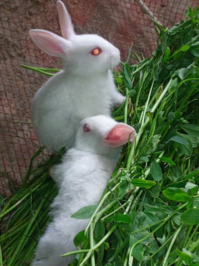 White Red Eye Rabbit Pair with 2 Bunnys