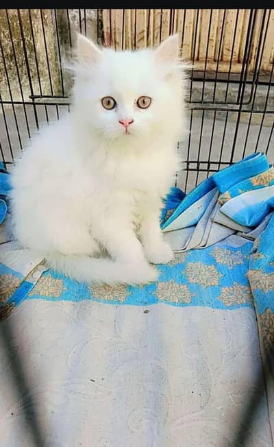 Persian cat for sale my WhatsApp number 0344-56-89-749
