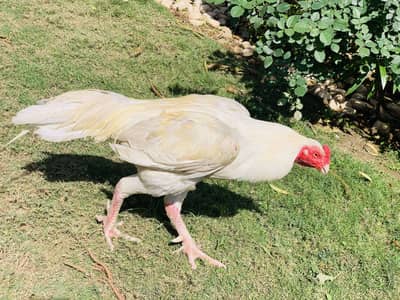 Hera x Shamo male peak quality male masshallah