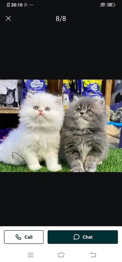 Persian cat for sale male or femalemy WhatsApp03314372136