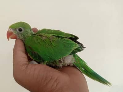 green parrot chicks