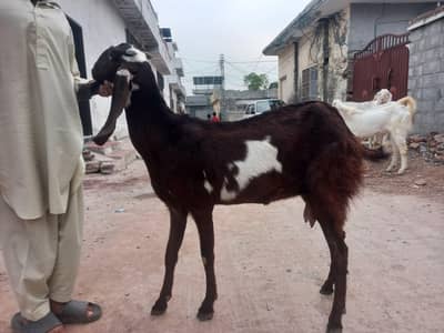Beetal bakri Sath female bachi