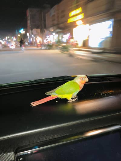 Pineapple Conure (Red Blood) Hand Tamed