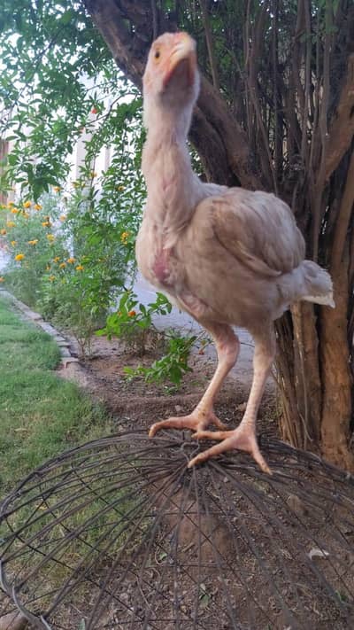 pair of Aseel old bread hera