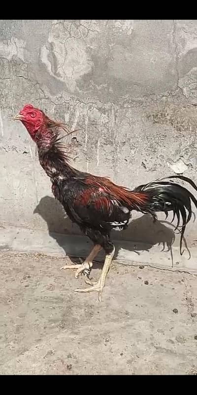 pure Pakoya sadam blood line high quality serious person contact