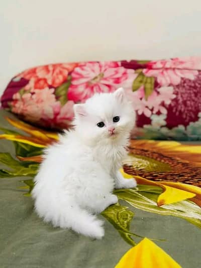 Persian cat for sale my WhatsApp number 0344-56-89-749