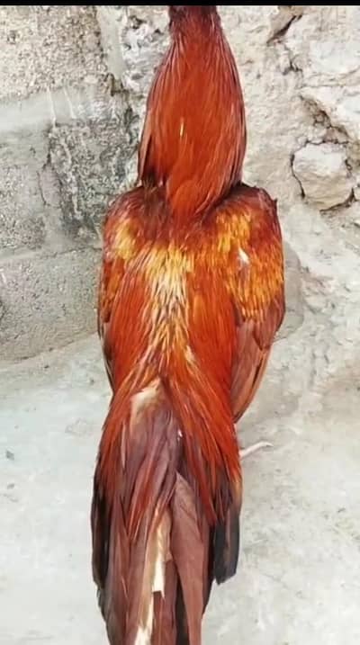 Aseel Mianwali / Mushka Lasai / Aseel /  Eggs lying hens for sale