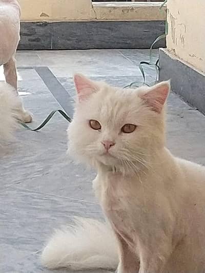 neutral pair of cats for sale