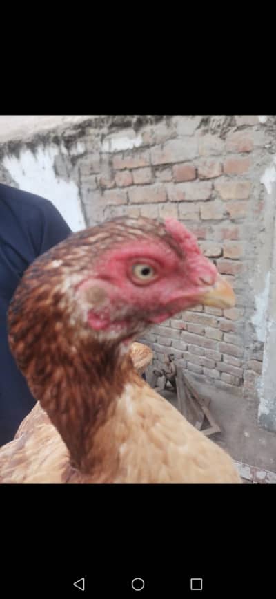 Pure Aseel beautiful hen and kurak hen