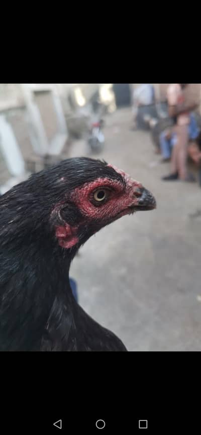 Pure Aseel beautiful hen