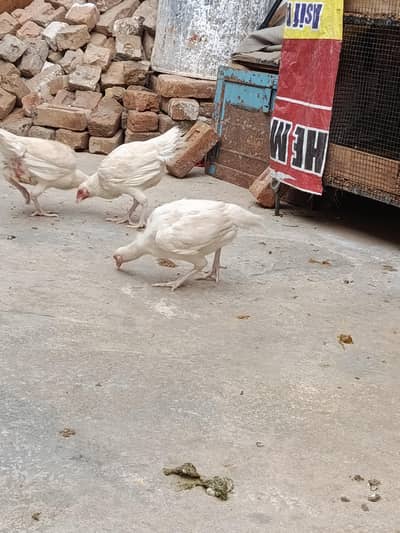 Heera white hens