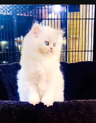 Persian cat for sale my WhatsApp number 0344-56-89-749