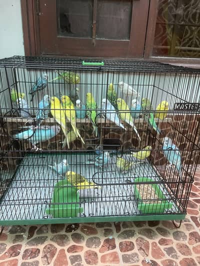 Budgie parrots for sale in Karachi