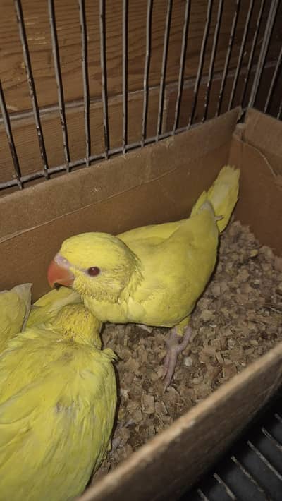 Yellow & Green Ringneck Chicks