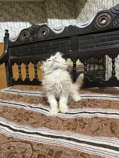 fown color kitten for sale