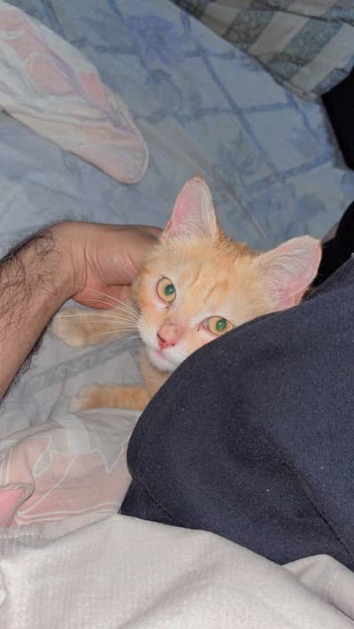 male orange cat up for adoption asap