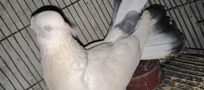 Budgies & Kabootar for Sale Fancy