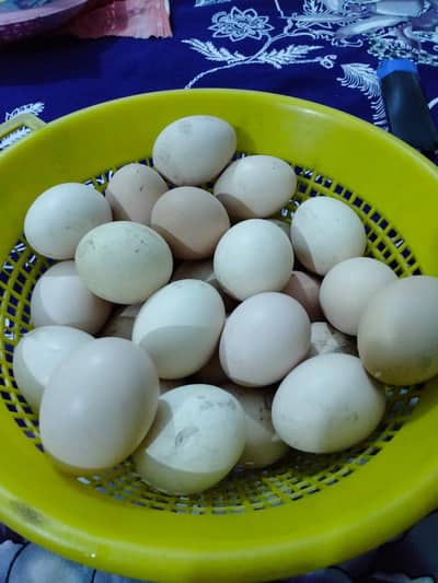 Shamo Fertile Eggs
