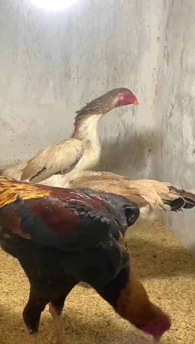 Swingneck shamo chicks